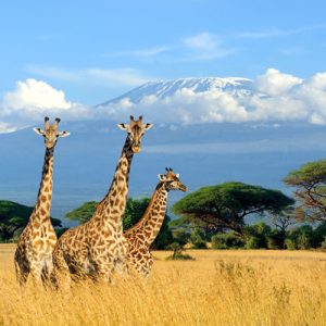 África